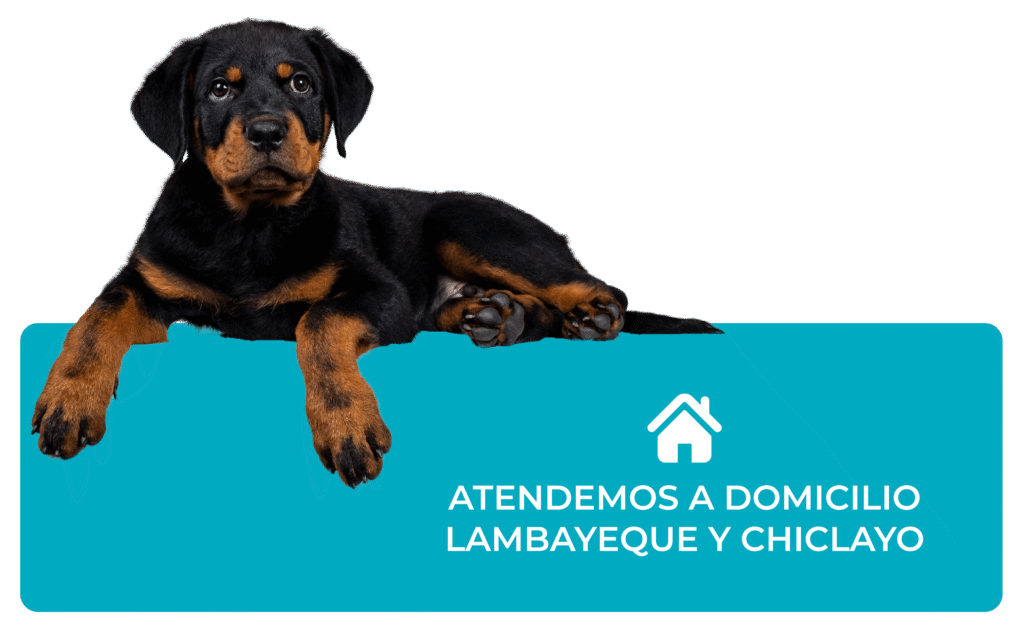 veterinaria, atendemos a domicilio - animal home