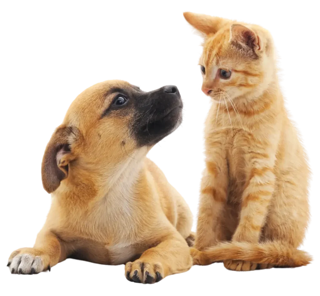 animal home, perro y gato