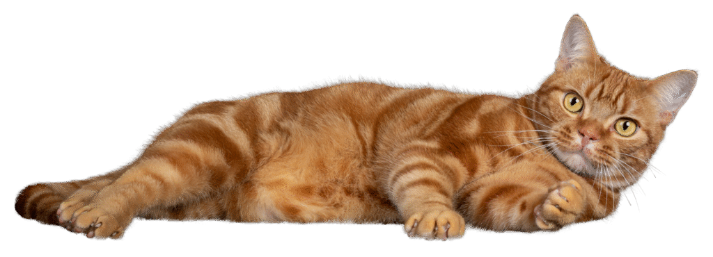 Atención para gatos a domicilio las 24 horas en Chiclayo
