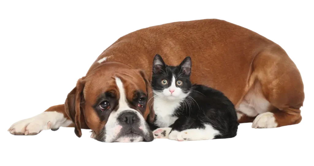 veterinaria chiclayo 24 horas