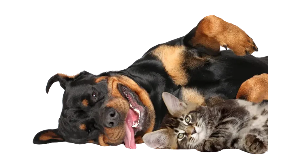 veterinaria chiclayo 24 horas