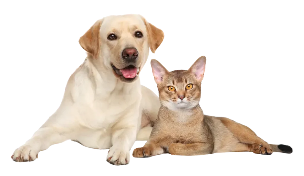 veterinaria chiclayo 24 horas